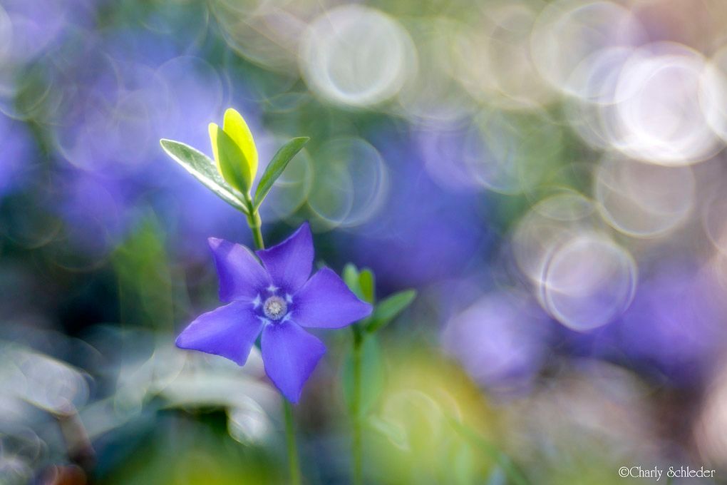 Testbild